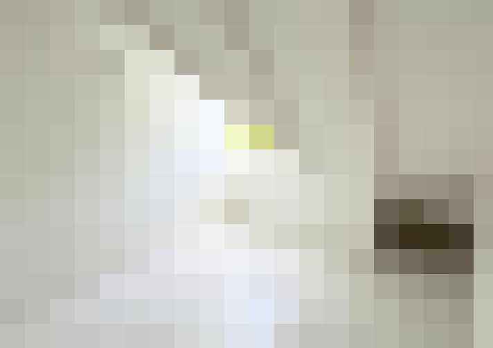  / #11